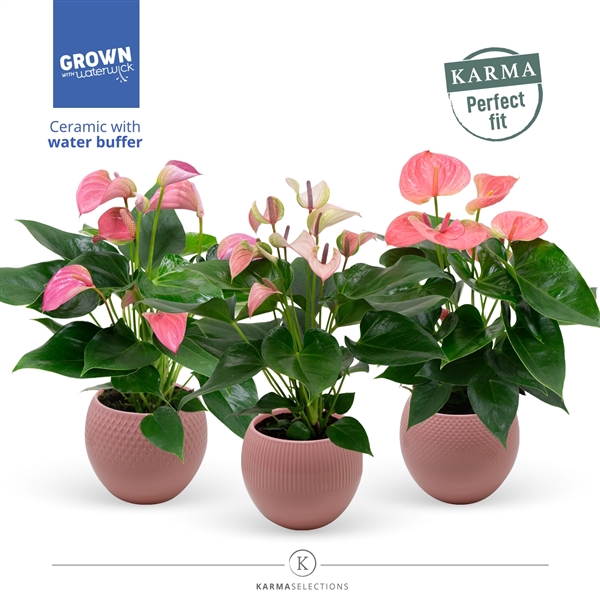 <h4>Anthurium - Karma Pink Mix | sierpot + patroon</h4>