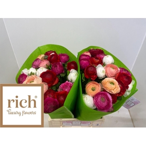 Ran Gem In Bos