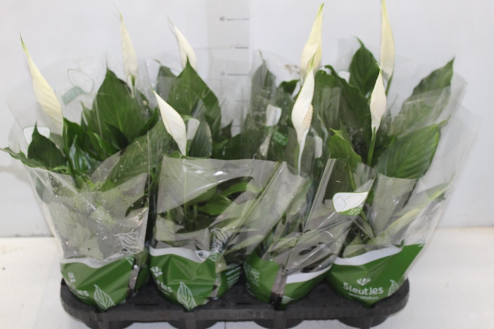 <h4>SPATH. COM FLOR P13</h4>