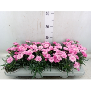 Dianthus  'I Love U'
