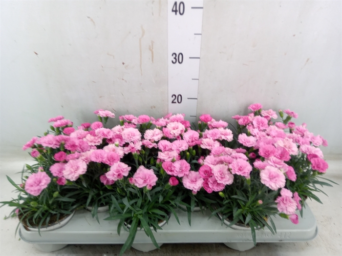 <h4>Dianthus  'I Love U'</h4>