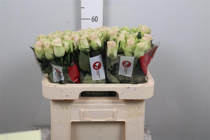 <h4>R Gr Trivia</h4>