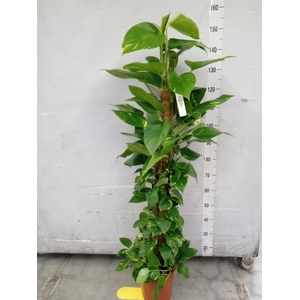 Epipremnum pinn.   ...moss stick