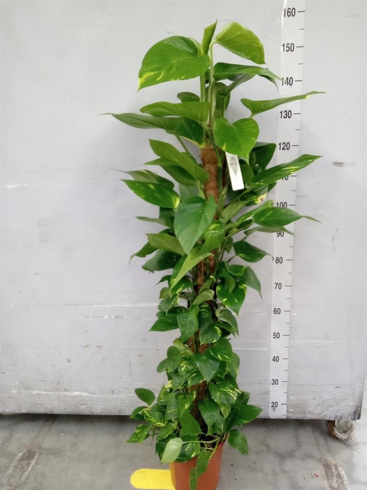 <h4>Epipremnum pinn. ...moss stick</h4>