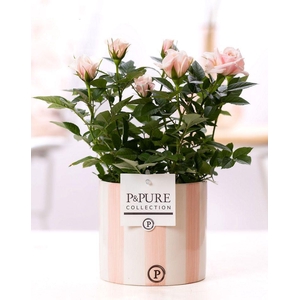 Rosa light pink in P&PURE Eline ceramics pink