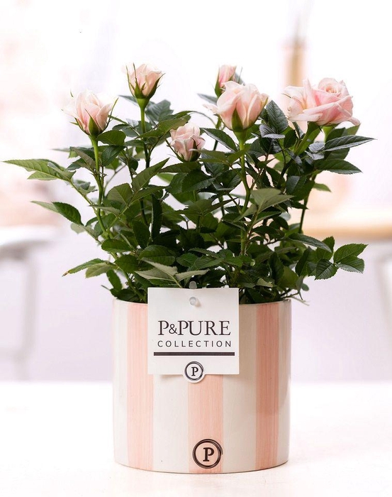 <h4>Rosa light pink in P&PURE Eline ceramics pink</h4>