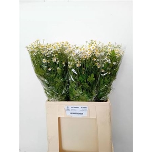 TANACETUM SINGLE VEGMO