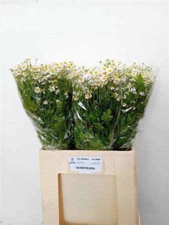 <h4>TANACETUM SINGLE VEGMO</h4>