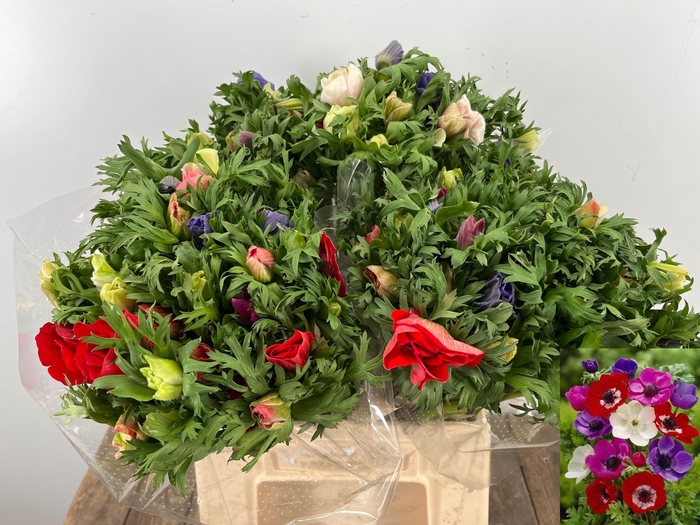 <h4>ANEM CO MAR GEM</h4>