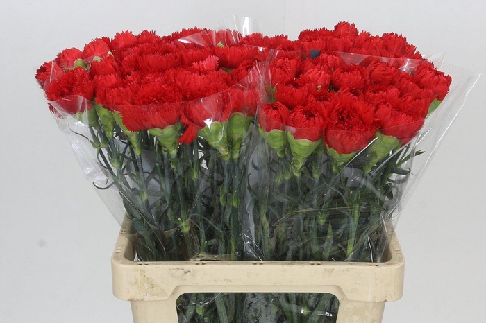 <h4>Dianthus St Arona</h4>