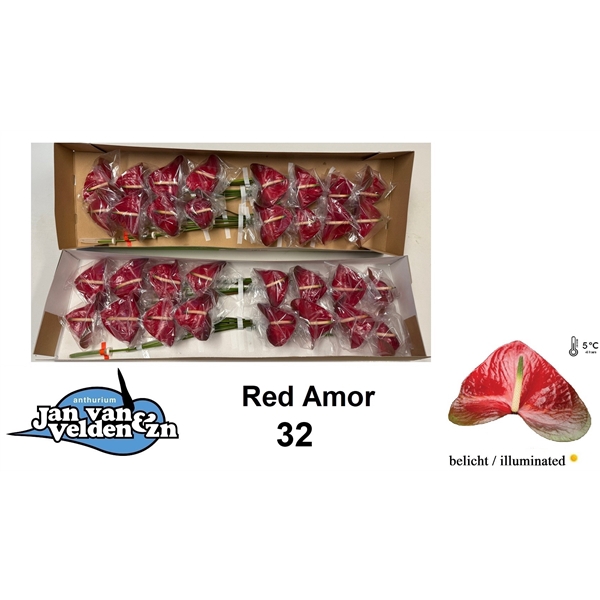 <h4>Red Amor 32</h4>