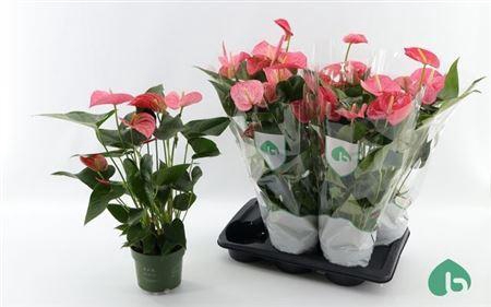 <h4>Anthu An Maine 6+</h4>