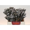 Kaaps Groen Silver Brunia