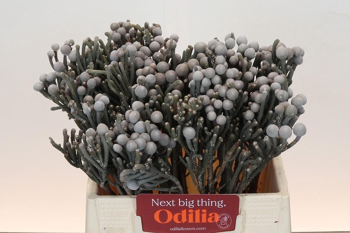 Kaaps Groen Silver Brunia