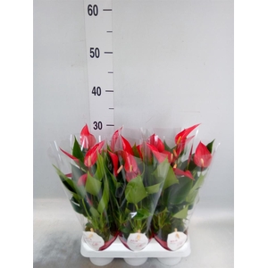 Anthurium  'Banderola Roja'