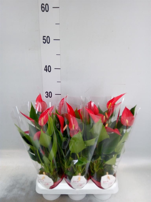 <h4>Anthurium  'Banderola Roja'</h4>