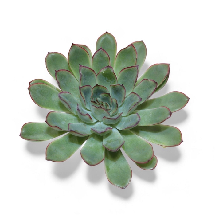 <h4>Echeveria Ov</h4>