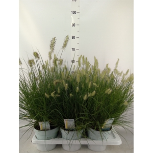 Pennisetum alopec. 'Little Bunny'