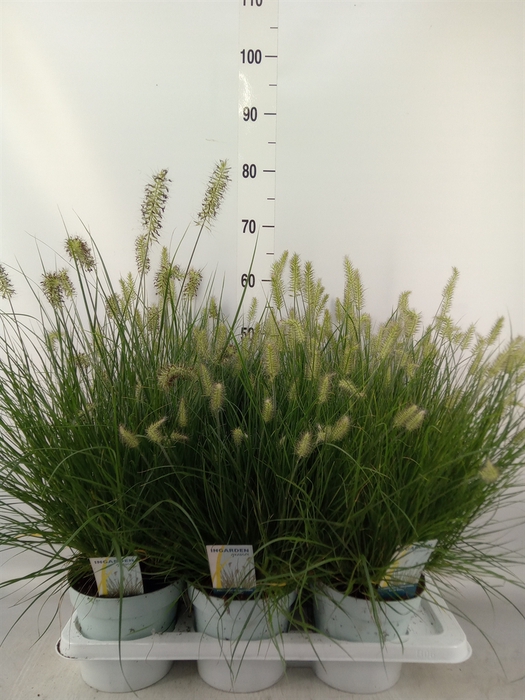 <h4>Pennisetum alopec. 'Little Bunny'</h4>