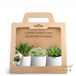 3-Pack Nordic White P7