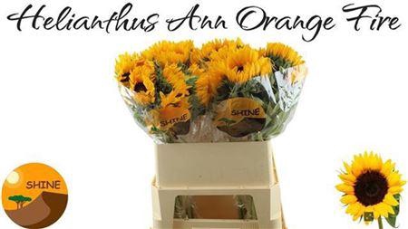 <h4>Heli Orange Fire</h4>