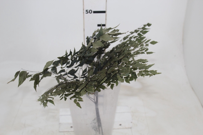 <h4>AVENCA DESIDRATADA</h4>