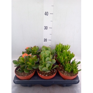 Crassula ...mix