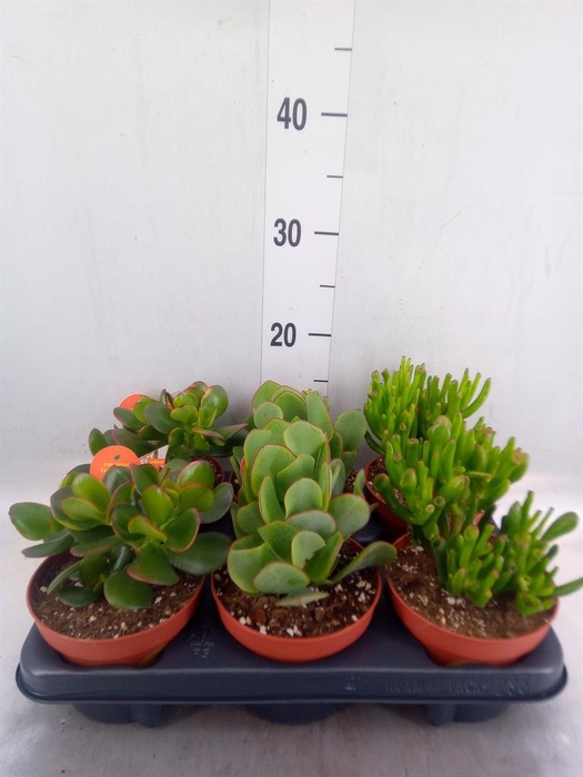 <h4>Crassula ...mix</h4>