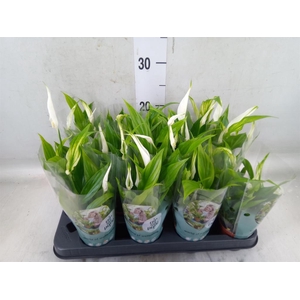 Spathiphyllum  'Pearl Cupido'