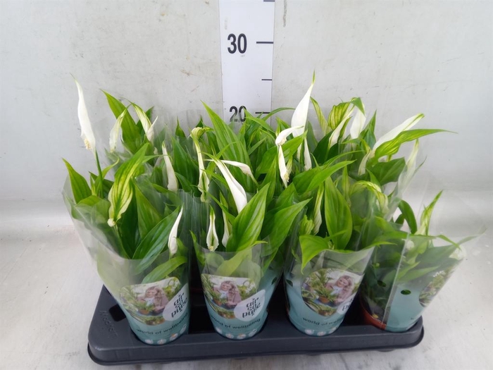 <h4>Spathiphyllum  'Pearl Cupido'</h4>