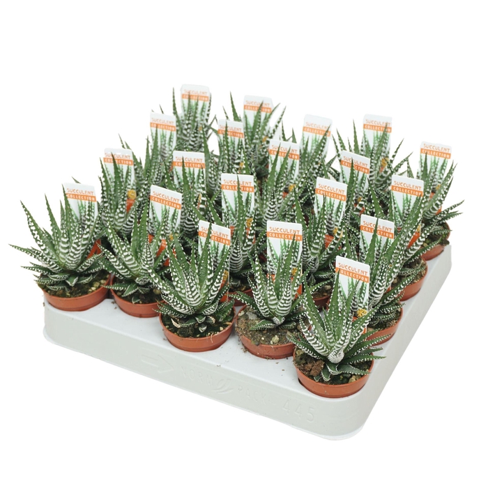 <h4>Haworthia fasciata 'Big Band'</h4>