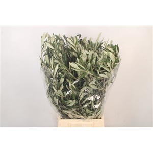 Olijf Per Bunch 200 Gram