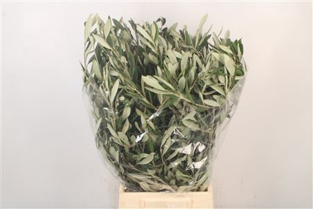 <h4>Olijf Per Bunch 200 Gram</h4>