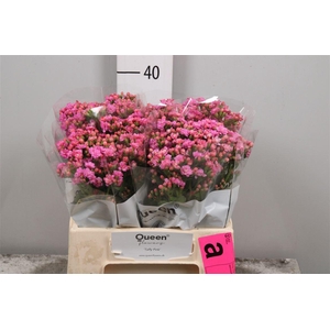 Kal Taffy Pin Meadow