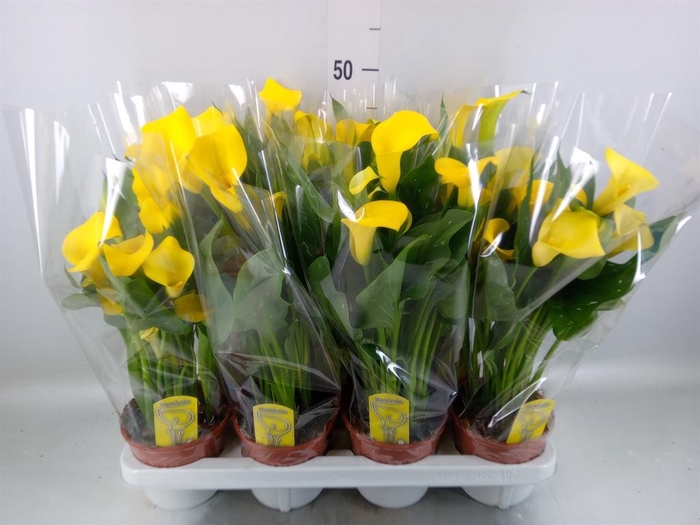 <h4>Zantedeschia 'Sunclub'</h4>