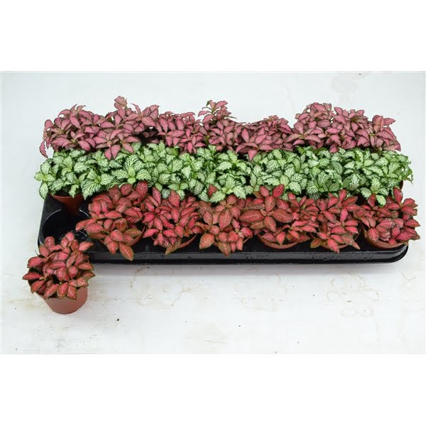 <h4>FITTONIA MIX 3 KLEUREN KLEINBLADIG 8,5 CM</h4>