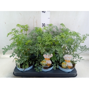 Ruta graveolens