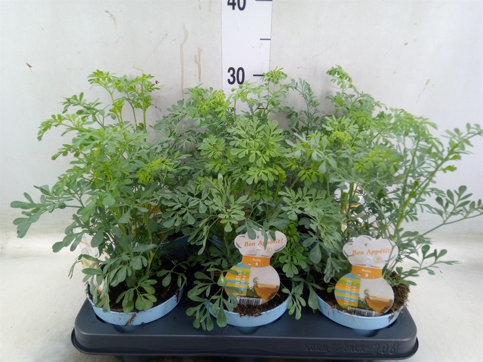 <h4>Ruta graveolens</h4>