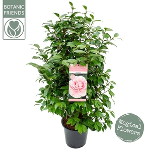Camellia japonica