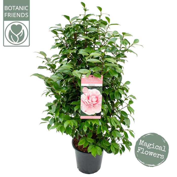 <h4>Camellia japonica</h4>