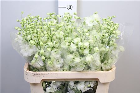 <h4>Delph Du Centu White</h4>