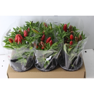 PIMENTA KARNEVAL RED P14 VERMELHO
