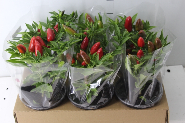 PIMENTA KARNEVAL RED P14 VERMELHO