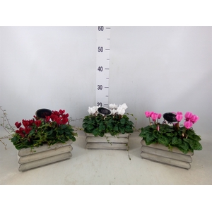 Arr.  Cyclamen L%
