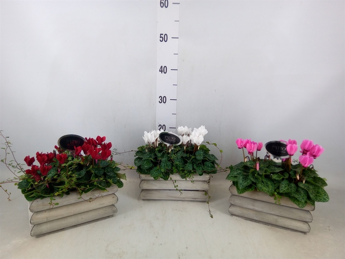 <h4>Arr.  Cyclamen L%</h4>