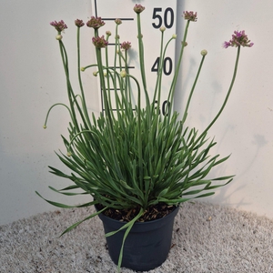 Allium senescens