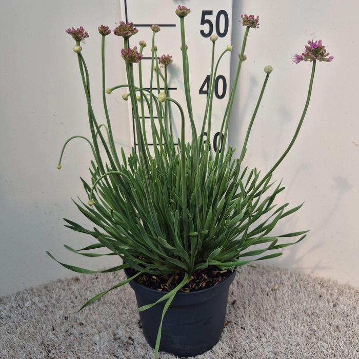 <h4>Allium senescens</h4>