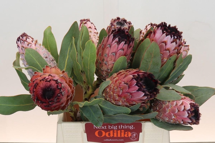 <h4>Protea Barbigera Air</h4>