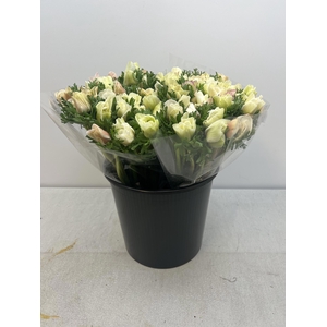 ANEM CO MIS + WHITE EX