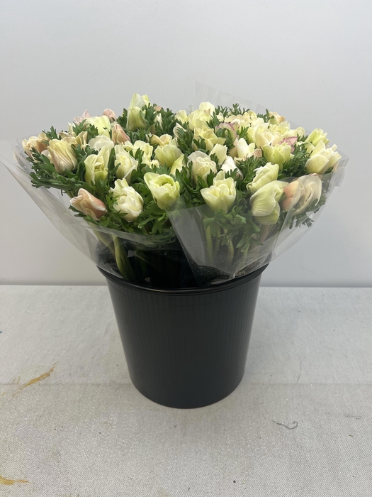 ANEM CO MIS + WHITE EX